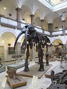 2013 – Das Gomphotherium von Gweng (Kopie), Paläontologisches Museum München