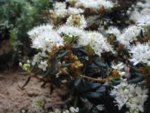 Mose-Post (Rhododendron tomentosum) i knop.