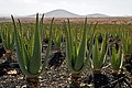 * Nomination: Aloe vera plantation - Fuertaventura, Canary Islands, Spain. --Nikodem Nijaki 09:21, 5 March 2013 (UTC) * * Review needed