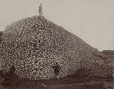 Bison skull pile edit