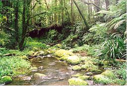 Brindle Creek i Border Ranges National Park.