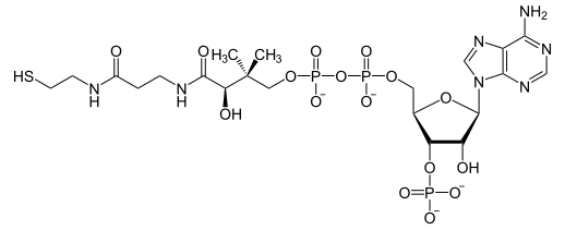 Coenzyme A (CoA)