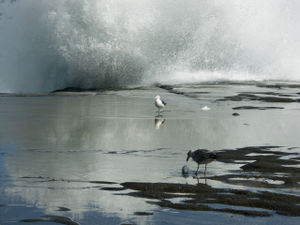 Seagulls on a rock ledge with wave breaking above them