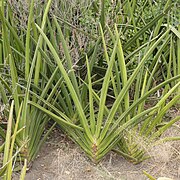 Sansevieria ehrenbergii