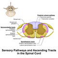 Diagram showing the anterior and lateral spinothalamic tracts within the spinal cord