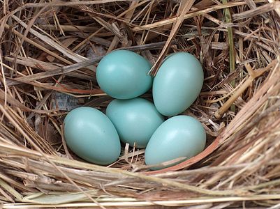 Bayağı sığırcık (Sturnus vulgaris), ötücü kuşlar takımından, sığırcıkgiller familyasına ait bir kuş türünün yumurtaları. (Üreten: Mike R)