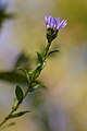 Symphyotrichum novi-belgii