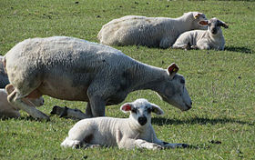 Image illustrative de l’article Agneau de Lozère