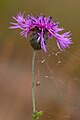 Centaurea scabiosa