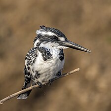 English Wikipedia picture of the day for 2 September: Pied kingfisher (Ceryle rudis leucomelanurus) female. The photo was taken at the Chambal River in India.