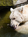 Syrischer Braunbär (Zoo Münster)