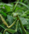 العربية: السرعوف الصيني، فرس النبي الصيني English: Tenodera aridifolia sinensis (Chinese mantis)