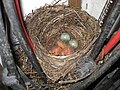 Amsel gerade geschlüpft blackbird just hatched