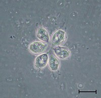 Colonie de Codosiga sp. (isolée d'un échantillon de sol sibérien)