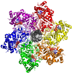 Großes T-Antigen