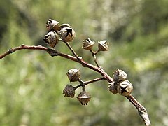 fruit