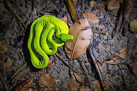 Green Tree Python 0A2A0428