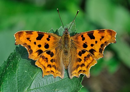 Polygonia c-album (Comma)