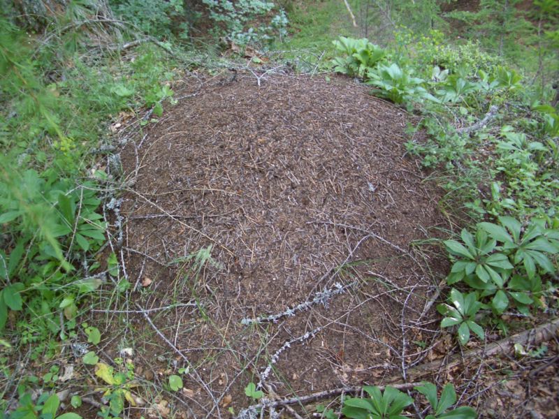 File:Wood Ant Nest 2.jpg