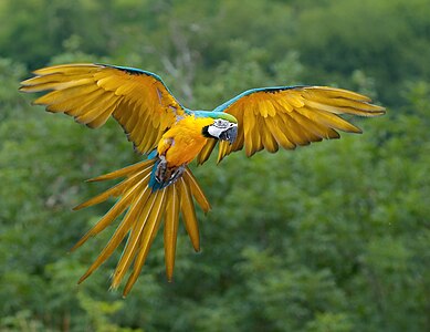 Mavi-sarı ara (Ara ararauna), Panama, Brezilya, Bolivya, Paraguay ve Trinidad'da tropikal yağmur ormanında yaşar. Ancak Trinidad'da tehlikedeki türlerdendir. (Üreten: Lviatour)