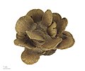 * Nomination seeds of Banksia laricina - graines de Banksia rose --Ercé 17:51, 12 March 2013 (UTC) * Promotion Good quality. --ComputerHotline 19:41, 12 March 2013 (UTC)