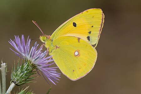 Clouded yellow Colias croceus Ichkeul