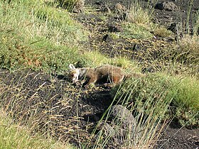 Dead red fox (maybe the same...) near Rifugio Timpa Rossa