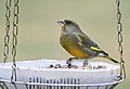 Carduelis chloris, Es: Verderón común Ga: Verderolo común