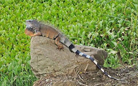 ♂ Iguana iguana (Green Iguana)