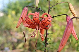 Lilium tigrinum Ker-Gawl. (Syn. Lilium lancifolium). — Lis tigré