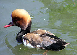 Šalminė antis (Netta rufina)