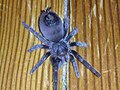 Aphonopelma behlei