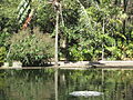 Ponds at the Brisbane City Botanic Gardens.