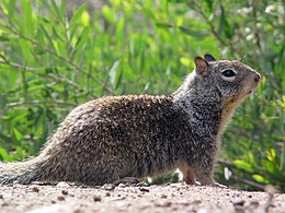 Kaliforniai ürge (Otospermophilus beecheyi)