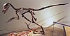 Skeletal mount of Deinonychus.