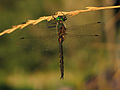 Placken-Glanzgoldpeerd (Somatochlora flavomaculata)