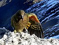 File:Kea on snow.jpg (Cc-zero)