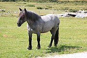 Stichelhaariger Rappe oder Mohrenkopfschimmel