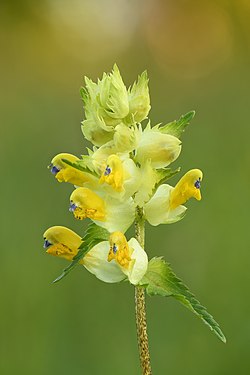 Rhinanthus angustifolius by Ivar Leidus