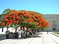 Flammenbaum (Delonix regia)