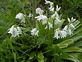 Plant met witte bloemen in de duinen ten zuiden van Scheveningen