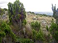 Vertical bog en monte Kenia en la ruta Naro Moru.