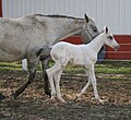 Newborn foals have long legs but a short body