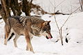 * Nomination Canis Lupus at Tierpark Hellabrunn --Martin Falbisoner 23:07, 24 February 2013 (UTC) * Withdrawn  Comment it seems like the wolf lacks details, over denoised maybe ?--PierreSelim 06:56, 25 February 2013 (UTC)  Comment I guess stopping down would have really helped here. The EF 100-400 @400 isn't really overly sharp with an aperture wide open. But still, I tried to sharpen the image a bit, and I also reduced noise reduction. Is it better now? --Martin Falbisoner 15:34, 25 February 2013 (UTC) It’s not yet QI in my eyes I’m sorry. Snow below the animal overexposured, heavy chromatic noise all over the wolf’s fur. Not sure if this can be fixed. --Kreuzschnabel 22:55, 2 March 2013 (UTC)  I withdraw my nomination Martin Falbisoner 10:55, 3 March 2013 (UTC)