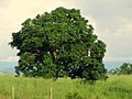 エスパベル（Anacardium excelsum）の樹形