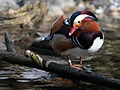 * Nomination Duck at Munich Zoo --Martin Falbisoner 19:24, 21 March 2013 (UTC) * Promotion  Support --Iifar 20:22, 21 March 2013 (UTC)