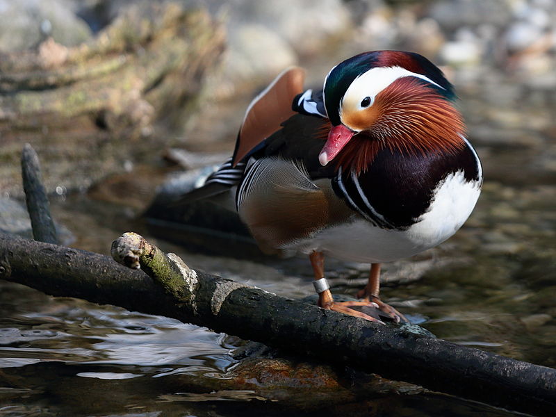 File:Duck at Munich Zoo2.JPG