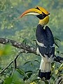 great hornbill