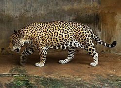 Jaguar (Panthera onca).