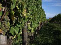 Vigne en été.